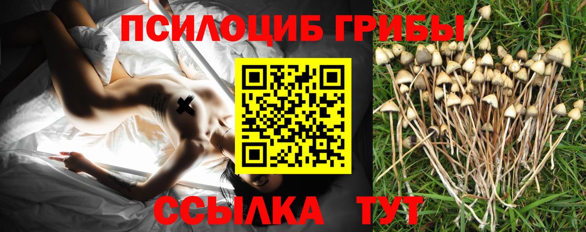 Псилоцибиновые грибы Psilocybe Асино